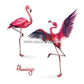 Flamingo