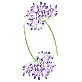 Viola