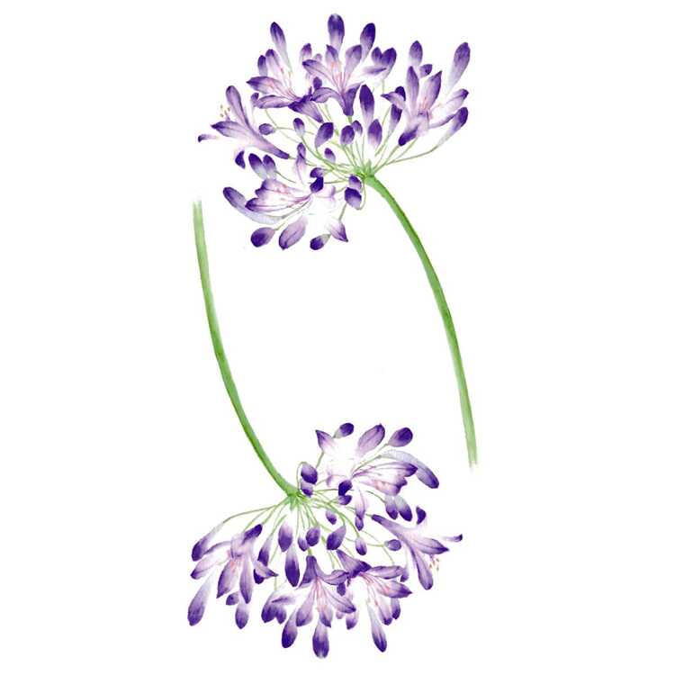 Тату-стикер "Viola"