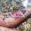 Тату-стикер "Fish"